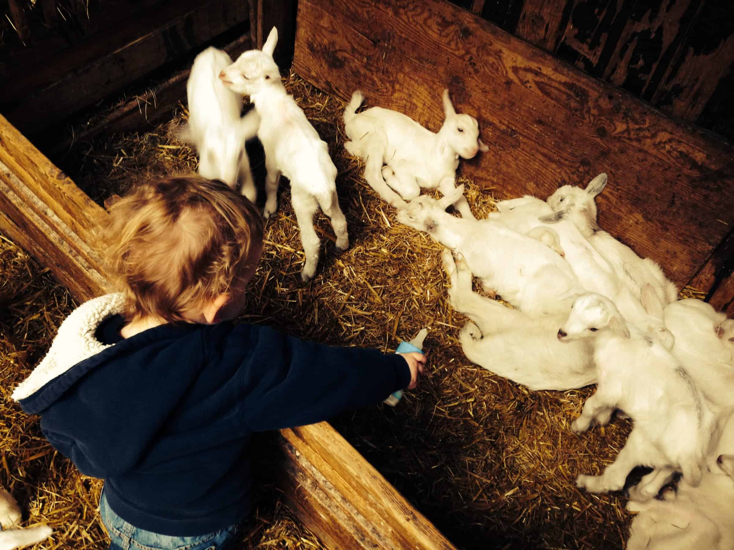 met de oppas naar de geitenboerderij